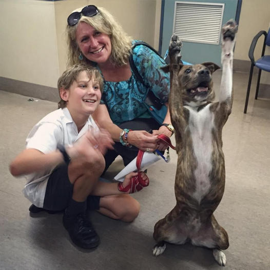 From shelter to happiness: After 478 days, Millo’s journey culminates in a joyful dance as his foster family embraces him, touching hearts across the internet