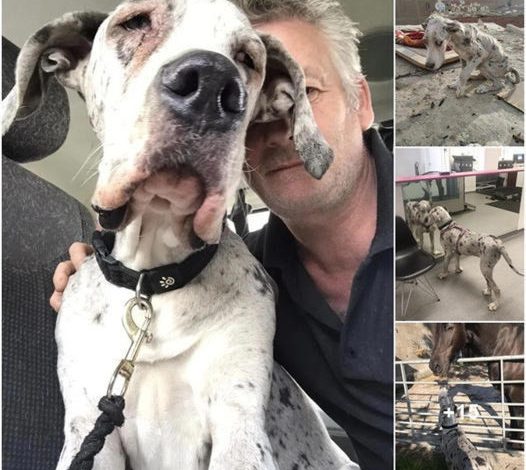 Great Dane Angelo, once known for his beach days and rock chewing, has finally found his forever home