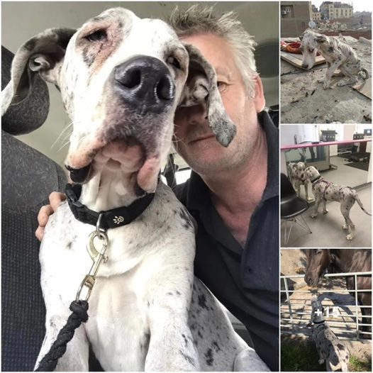 Great Dane Angelo, once known for his beach days and rock chewing, has finally found his forever home