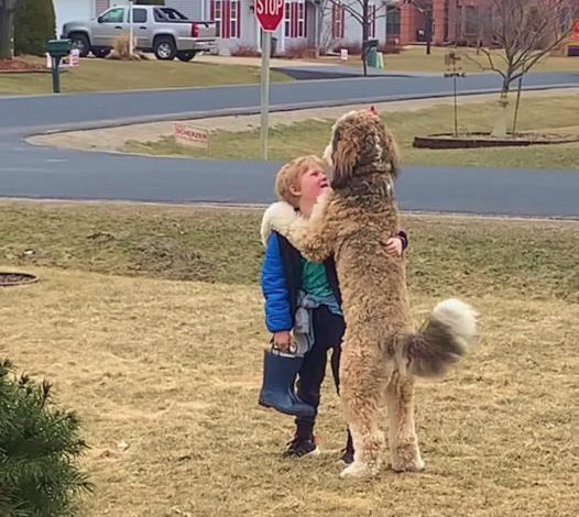 Heartfelt Reunion: After-School Hug Between a Dog and Its Young Companion