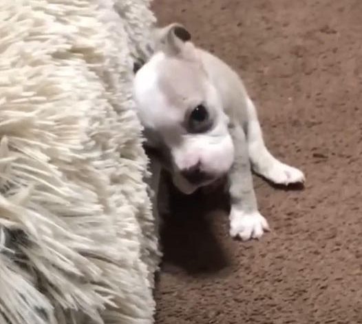 Tiny Puppy in Recovery Captures Thousands of Hearts While Resting on Her Adorable Bed