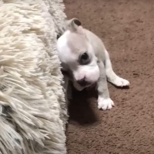 Tiny Puppy in Recovery Captures Thousands of Hearts While Resting on Her Adorable Bed