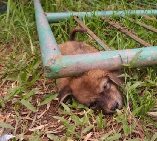 Amazing Rescue: Puppy Stuck Under a Metal Gate, Caught on Camera, Astonishes Viewers Worldwide