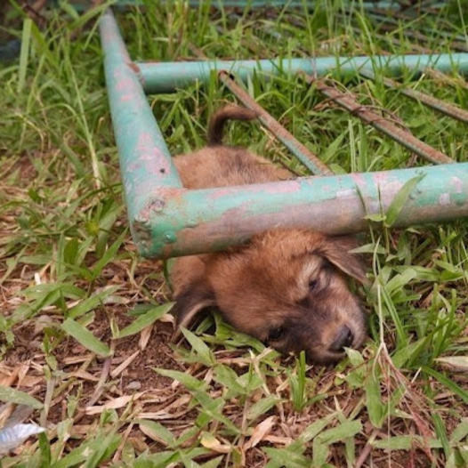 Amazing Rescue: Puppy Stuck Under a Metal Gate, Caught on Camera, Astonishes Viewers Worldwide