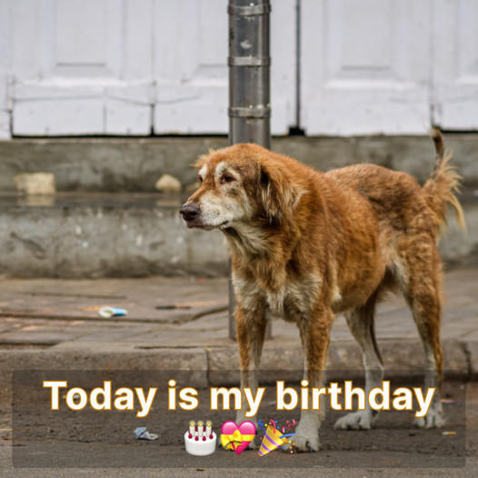 Today is my birthday, but I haven’t received any birthday wishes yet, and it’s making me feel really sad