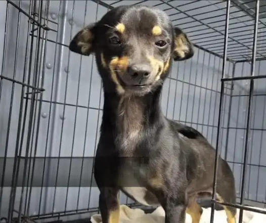 Pooch’s Adorable Grin Creates Huge Adoption Frenzy at Shelter