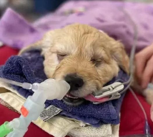 7-Week-Old Puppy Set for Euthanasia, But Vet Has Other Ideas