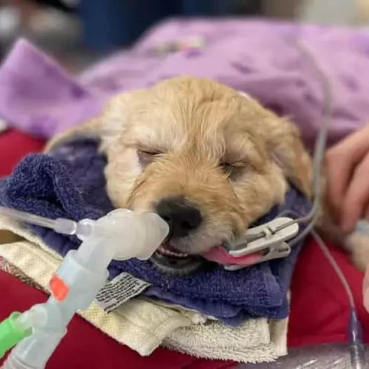 7-Week-Old Puppy Set for Euthanasia, But Vet Has Other Ideas