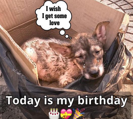 A Loyal Dog Longs for His Owner’s Return on His Birthday, Holding on to Hope for a Reunion on His Special Day