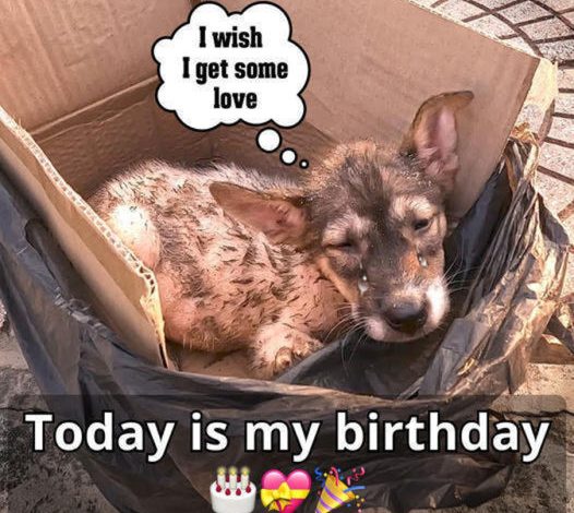 Awaiting His Birthday: A Loyal Dog Wishes for His Owner’s Return on His Special Day