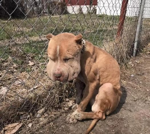 The dog with fluffy cheeks, abandoned by a fence, shows a lovely face after being rescued.