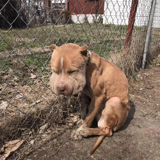 The dog with fluffy cheeks, abandoned by a fence, shows a lovely face after being rescued.