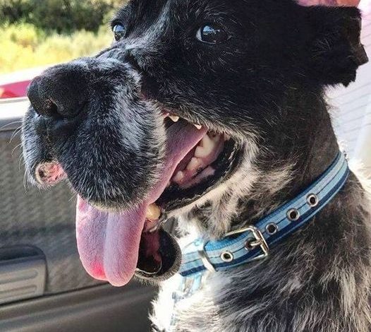 Years of Heartless Abuse Leave Rescue Dog Wounded Everywhere but His Spirit