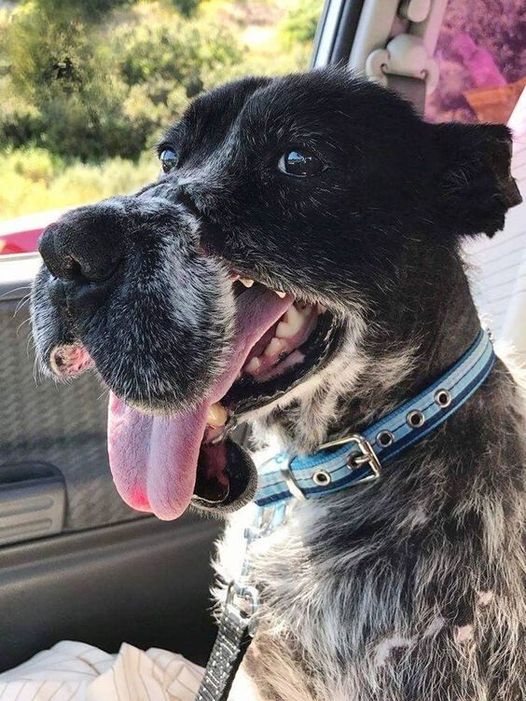 Years of Heartless Abuse Leave Rescue Dog Wounded Everywhere but His Spirit