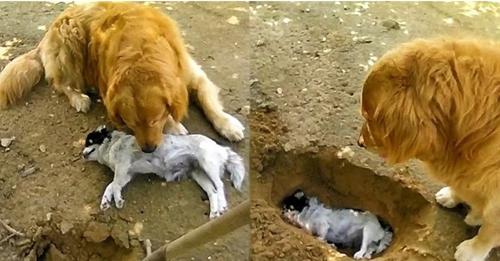 The Golden Retriever is heartbroken and can’t bring itself to let go of its friend, refusing to bury him.