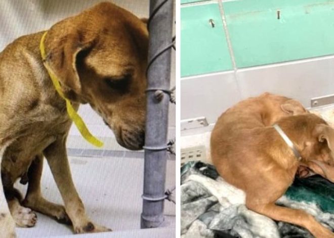 It is heartbreaking to witness a frightened and emotionally detached dog being brought back to the shelter from its foster home