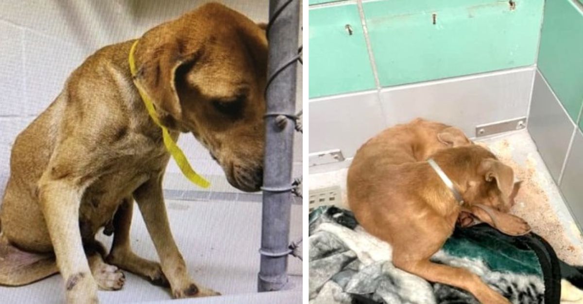 It is heartbreaking to witness a frightened and emotionally detached dog being brought back to the shelter from its foster home