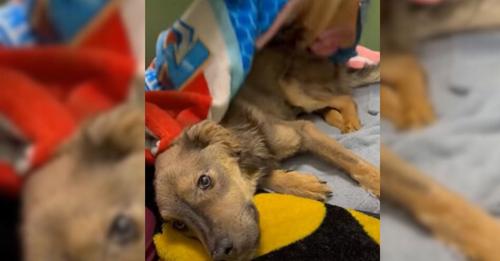 A Foster Mom Who Took In a Severely Malnourished and Emaciated Puppy Found Herself Unable to Part With Him