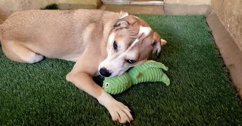 A man repeatedly visited the shelter to help a frightened dog rediscover how to love