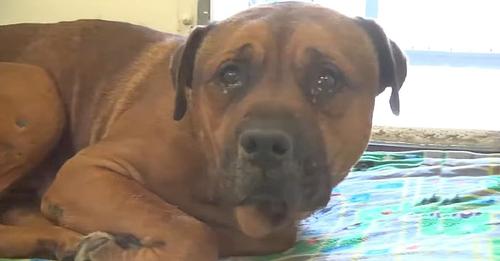 A heartbroken dog cries endlessly, shattered by abandonment and the separation from his cherished brother