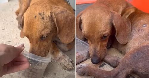 A Dog Was Abandoned in Front of a Store, But He Refused to Leave, Waiting Patiently for His Owner to Return