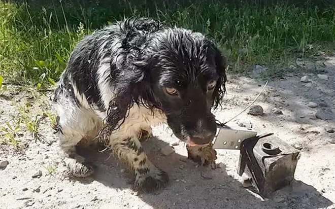 Woman Discovers Dog Abandoned by River with Massive Anchor Attached to Its Neck