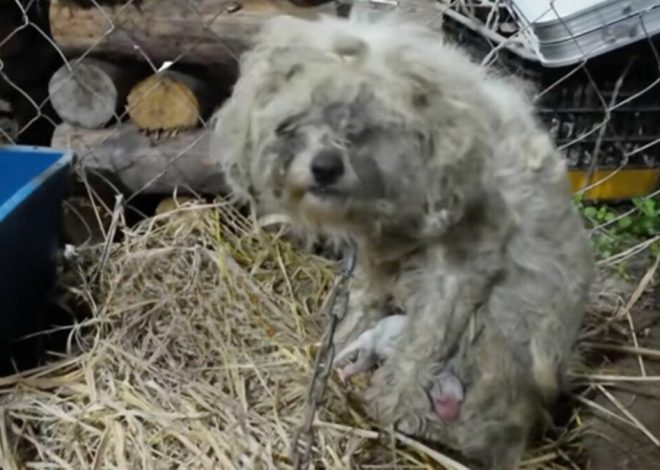 A nervous mother dog, who was chained to an abandoned factory, was unable to produce milk to feed her puppies