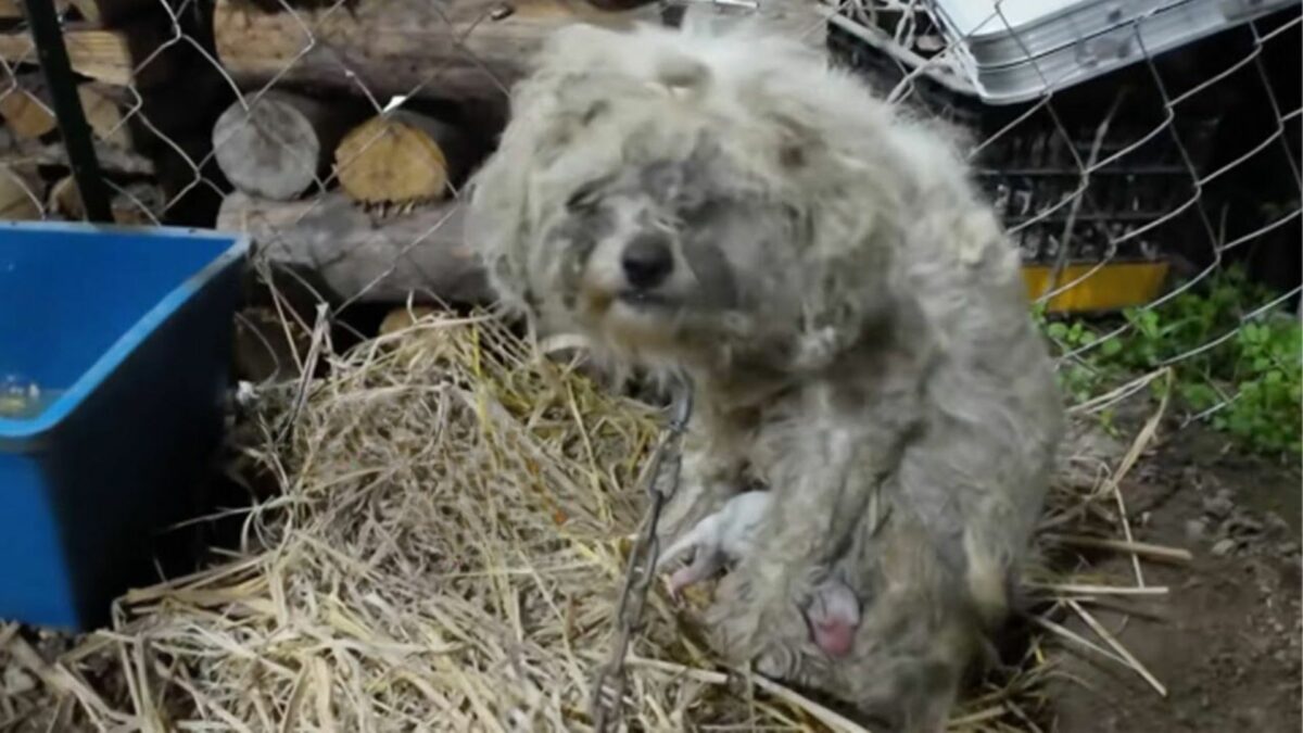 A nervous mother dog, who was chained to an abandoned factory, was unable to produce milk to feed her puppies