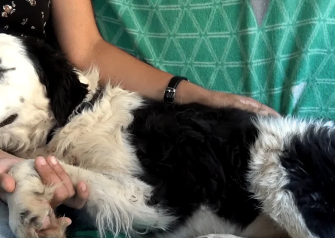 Dog Falls Asleep on Her Rescuer’s Lap After Realizing She is Finally Safe