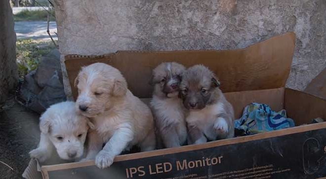 Brave Puppies Fight for Survival in Frigid Temperatures After Being Abandoned in a Cardboard Box