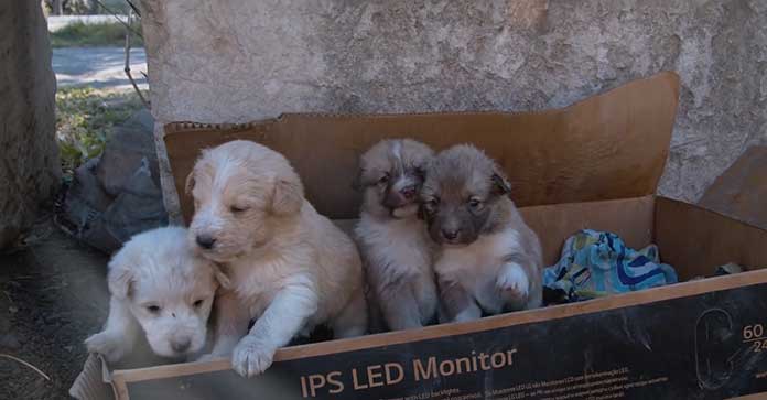 Brave Puppies Fight for Survival in Frigid Temperatures After Being Abandoned in a Cardboard Box