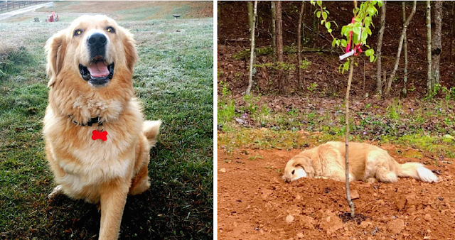 A three-legged dog continually grieves for his friends by lying next to their gravesites