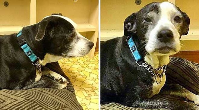 Grandad Believes Their Aging Dog is “No Longer Interesting” and Takes Her to be Euthanized