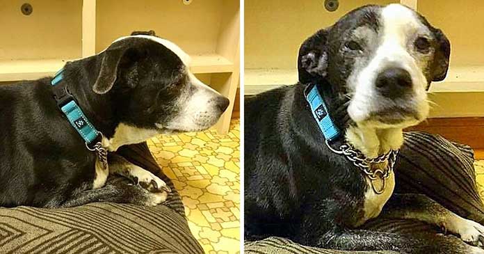 Grandad Believes Their Aging Dog is “No Longer Interesting” and Takes Her to be Euthanized