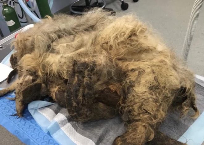 Shelter Rescues Neglected Dog with Extremely Matted Fur and Transforms Its Appearance Through Extensive Makeover