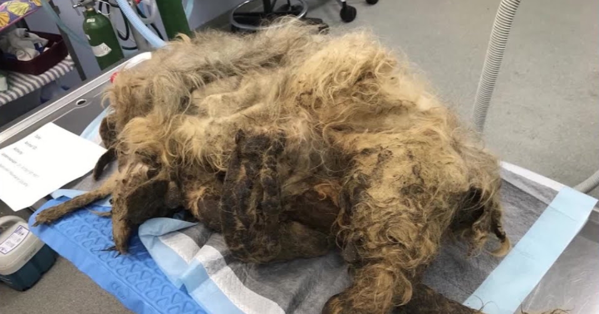 Shelter Rescues Neglected Dog with Extremely Matted Fur and Transforms Its Appearance Through Extensive Makeover