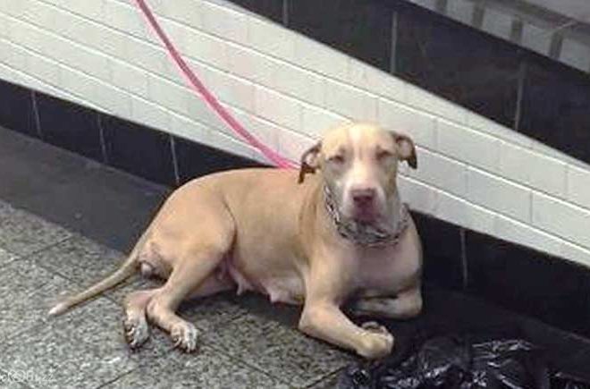 A Dog Chained in a Subway, Hoping for a Compassionate Commuter to Rescue Her