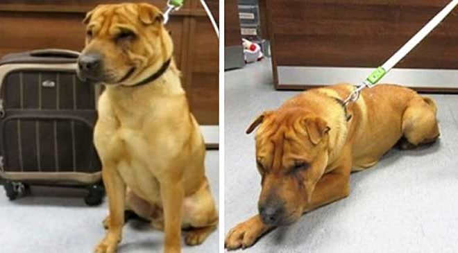 The family’s beloved dog was abandoned at a train station, with his luggage bag filled with toys and other belongings tied to him