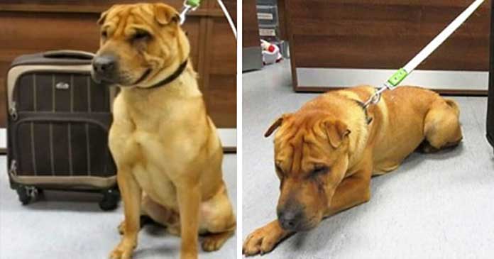 The family’s beloved dog was abandoned at a train station, with his luggage bag filled with toys and other belongings tied to him