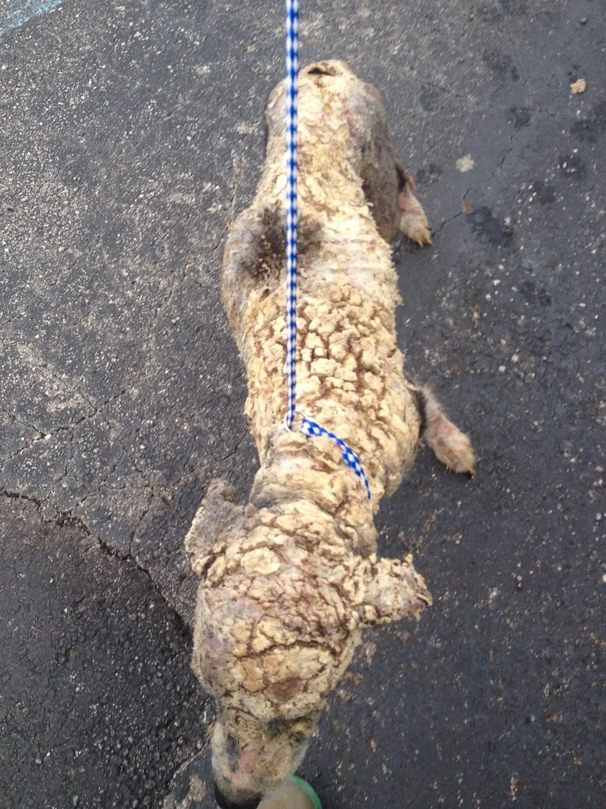 A Story of Redemption: The Love of Rescuers Transforms a Severely Mangy Stray Dog Covered in Scales