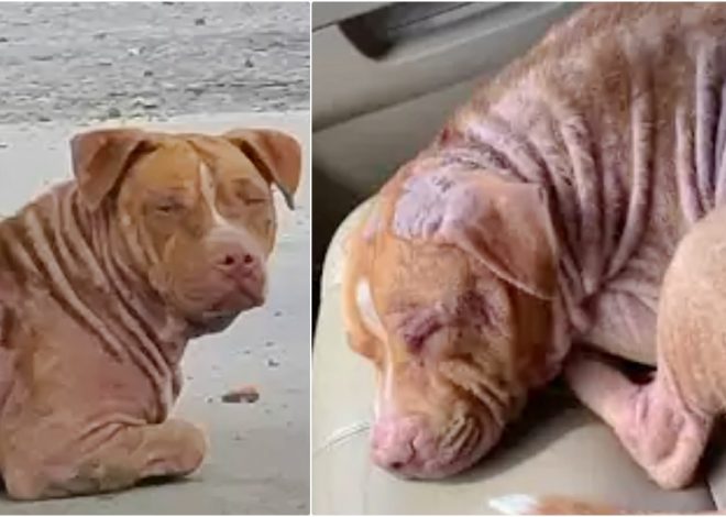 The courier, having finished unloading all the packages, lets his dog climb into the truck where it curls up and drifts off to sleep