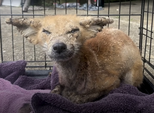 With its eyes swollen shut, the baby fox is too weak to put up a fight when strangers come near.