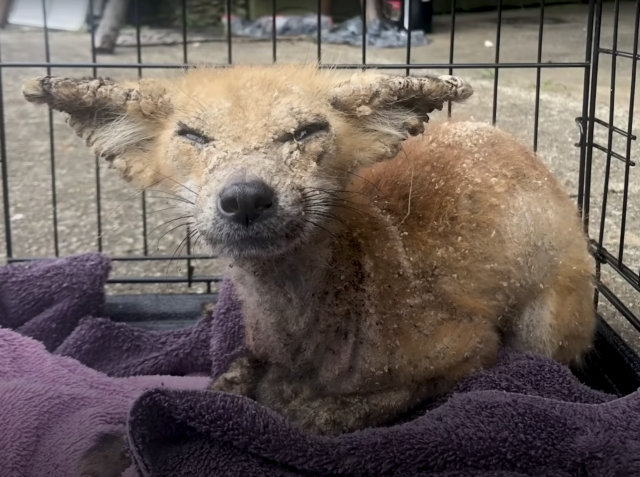 With its eyes swollen shut, the baby fox is too weak to put up a fight when strangers come near.