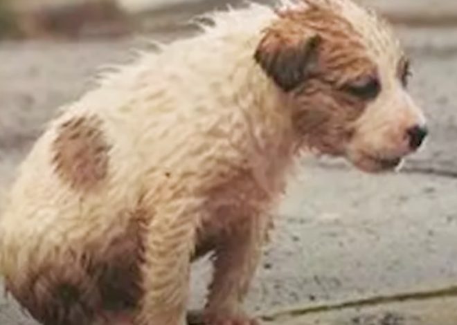 The boy rounded the corner and saw a puppy sitting on the sidewalk, completely drenched from the rain