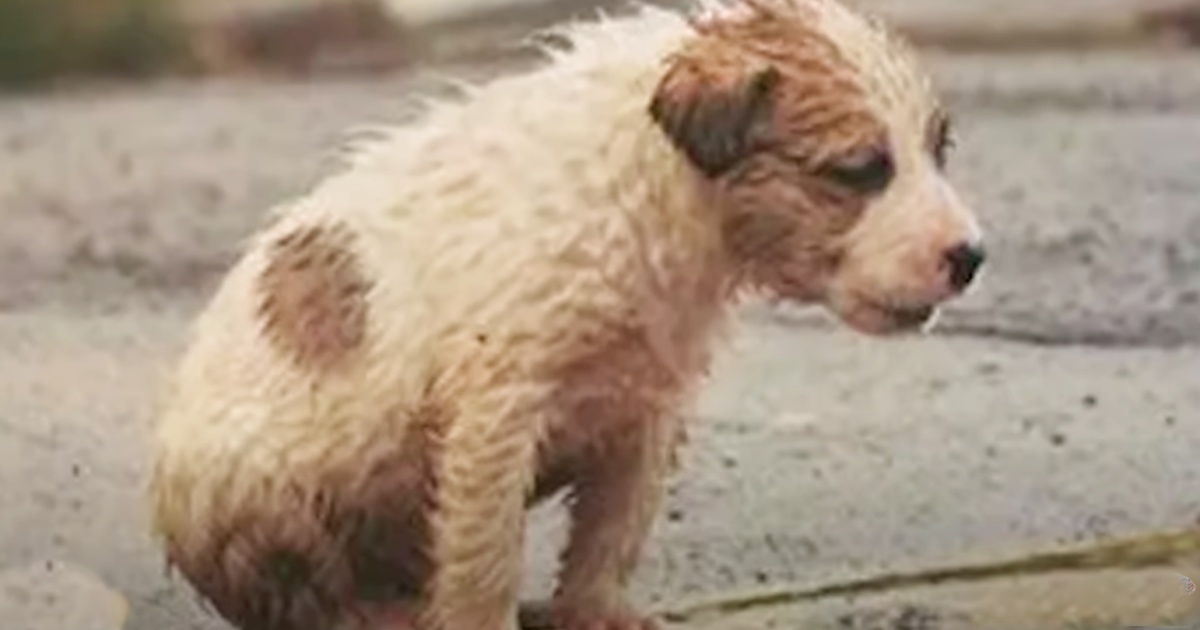 The boy rounded the corner and saw a puppy sitting on the sidewalk, completely drenched from the rain