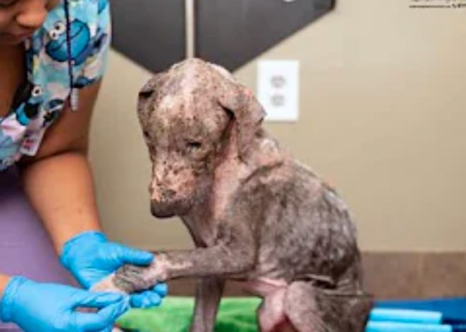 Neglected Puppy, ‘Touched By Love,’ Heals Both His Painful Body and Gentle Heart