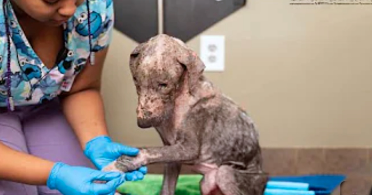 Neglected Puppy, ‘Touched By Love,’ Heals Both His Painful Body and Gentle Heart