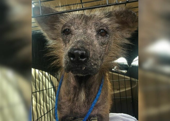 A hairless puppy, initially terrified of everyone around it, undergoes a truly miraculous transformation after being adopted.