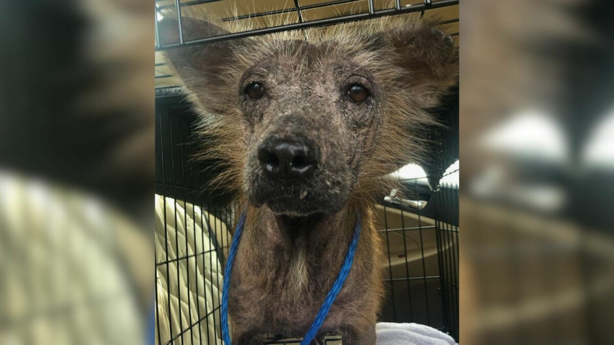 A hairless puppy, initially terrified of everyone around it, undergoes a truly miraculous transformation after being adopted.