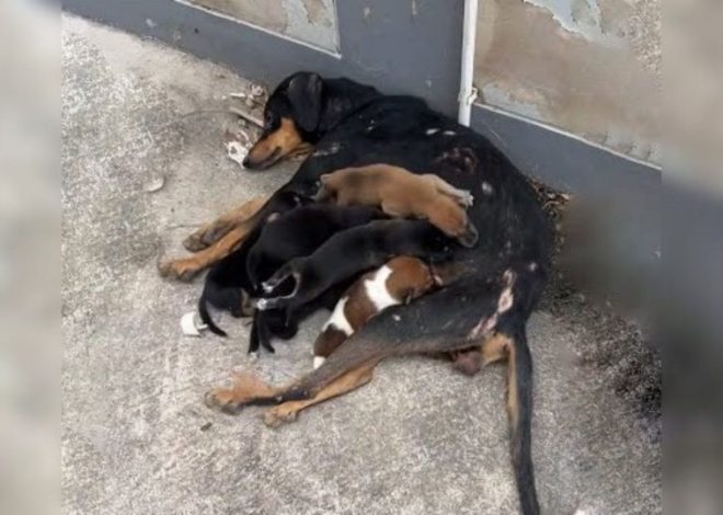 A Loving Mother Dog Tenderly Cared for Her Puppies Despite Being Injured, and Then Something Truly Remarkable Occurred